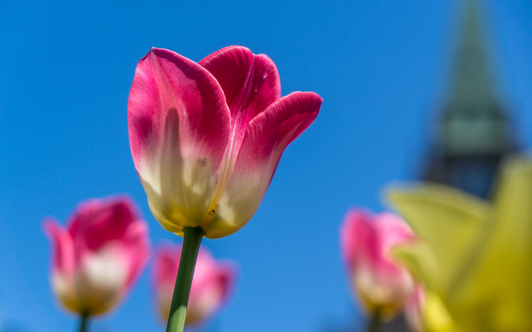 Ottawa’s Tulip Festival 2014